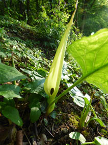 Arum maculatum